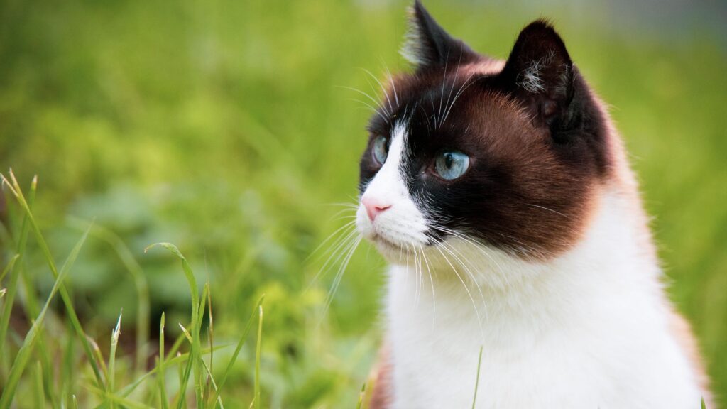 Hidden dangers of clay cat litter UK guide — Bestami honest investigation