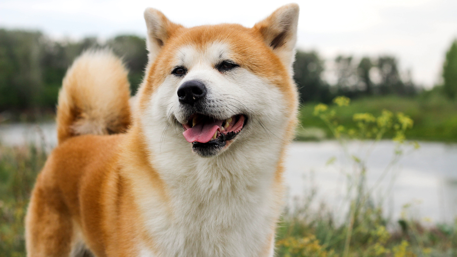 Premium sustainable pet care — Bestami
