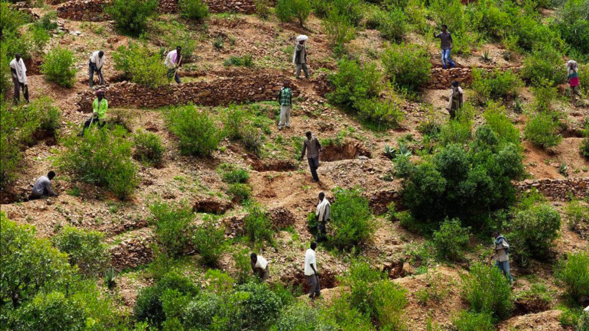 One Tree Planted — reforestation
