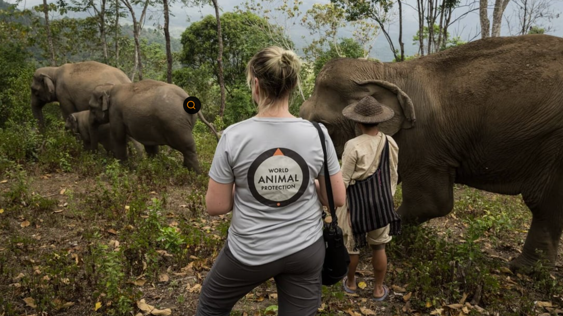 World Animal Protection — wildlife