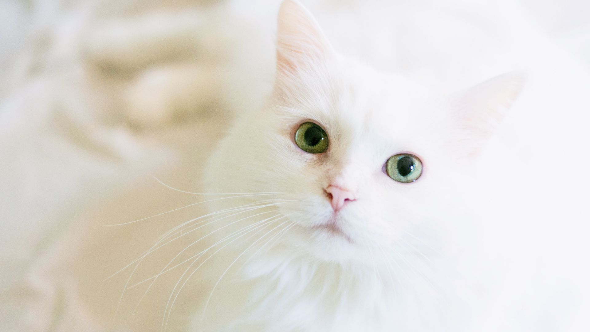 How to stop cat litter smell UK guide — Bestami honest advice