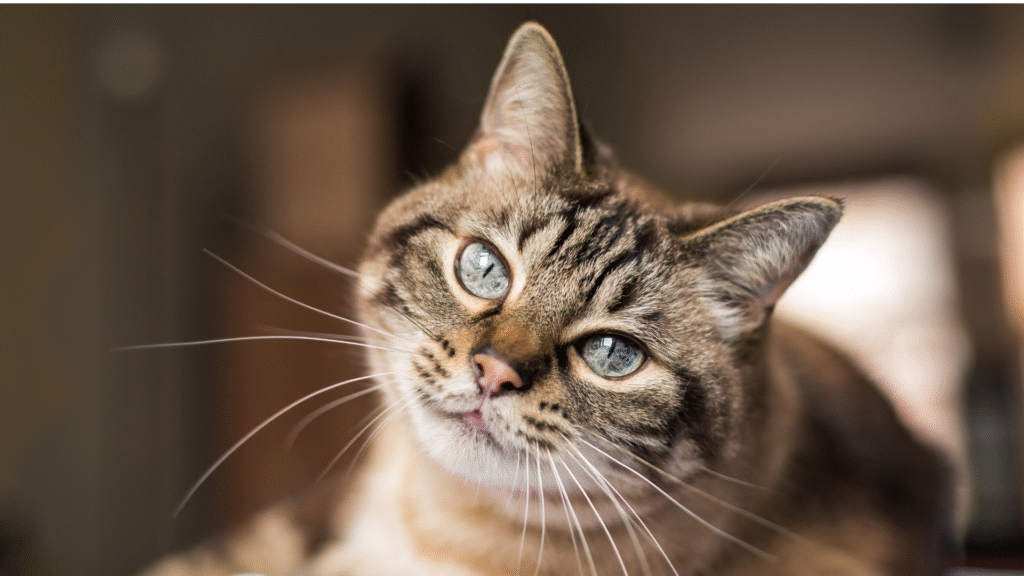 Calm cat in clean litter box — Bestami safe tofu cat litter