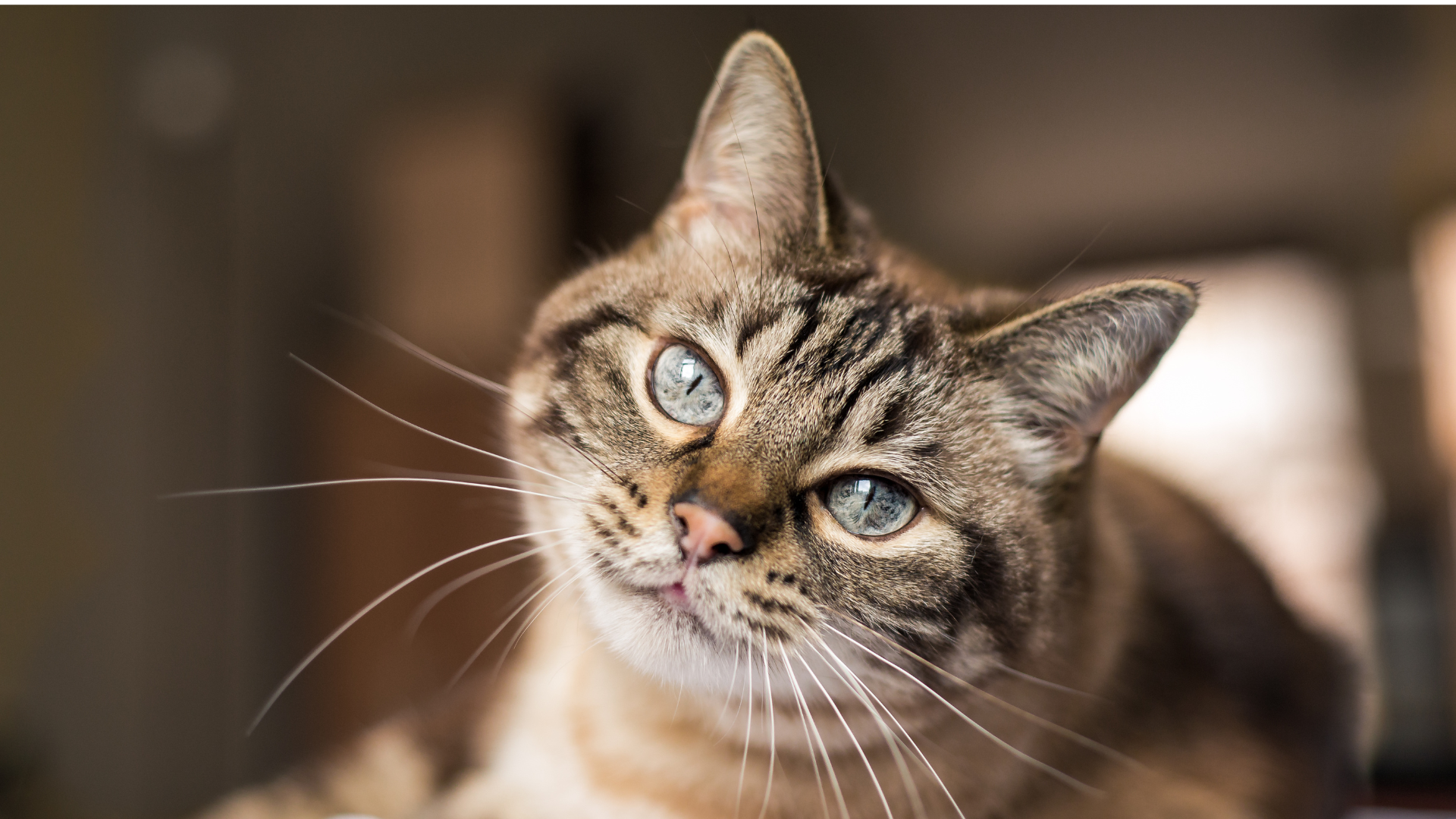 Is Bestami Tofu Cat Litter Safe