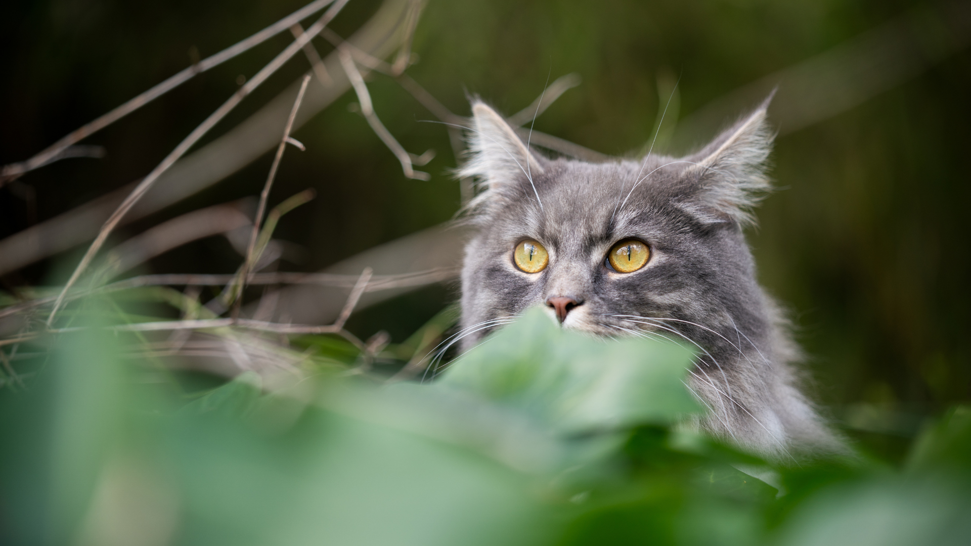 What Is Tofu Cat Litter — UK Guide