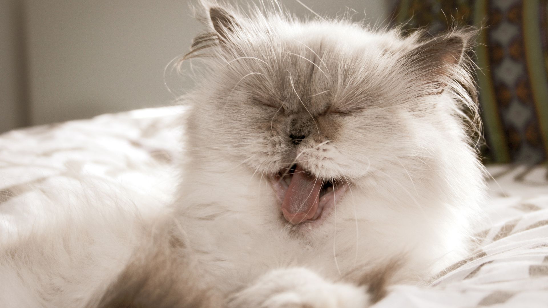 Best eco-friendly cat litter UK guide — Bestami honest comparison