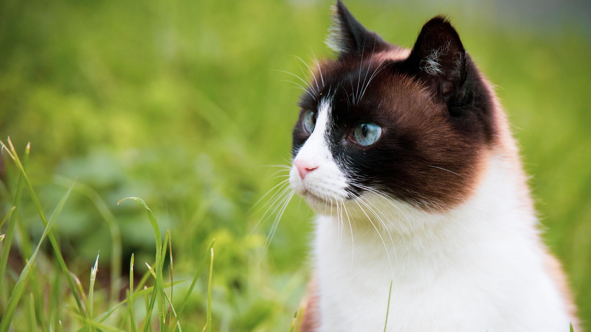 Hidden dangers of clay cat litter UK guide — Bestami honest investigation