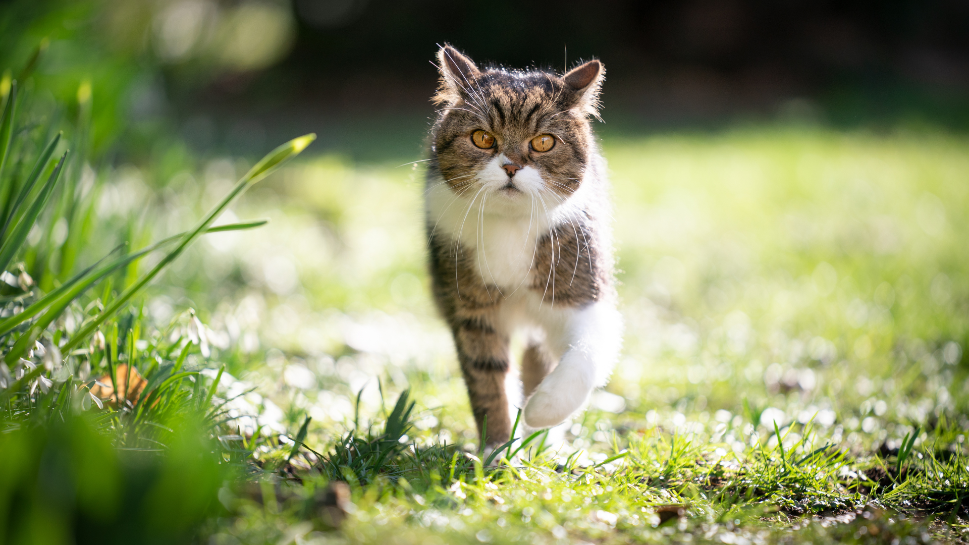 Cat in grass — the environmental cost of cat litter