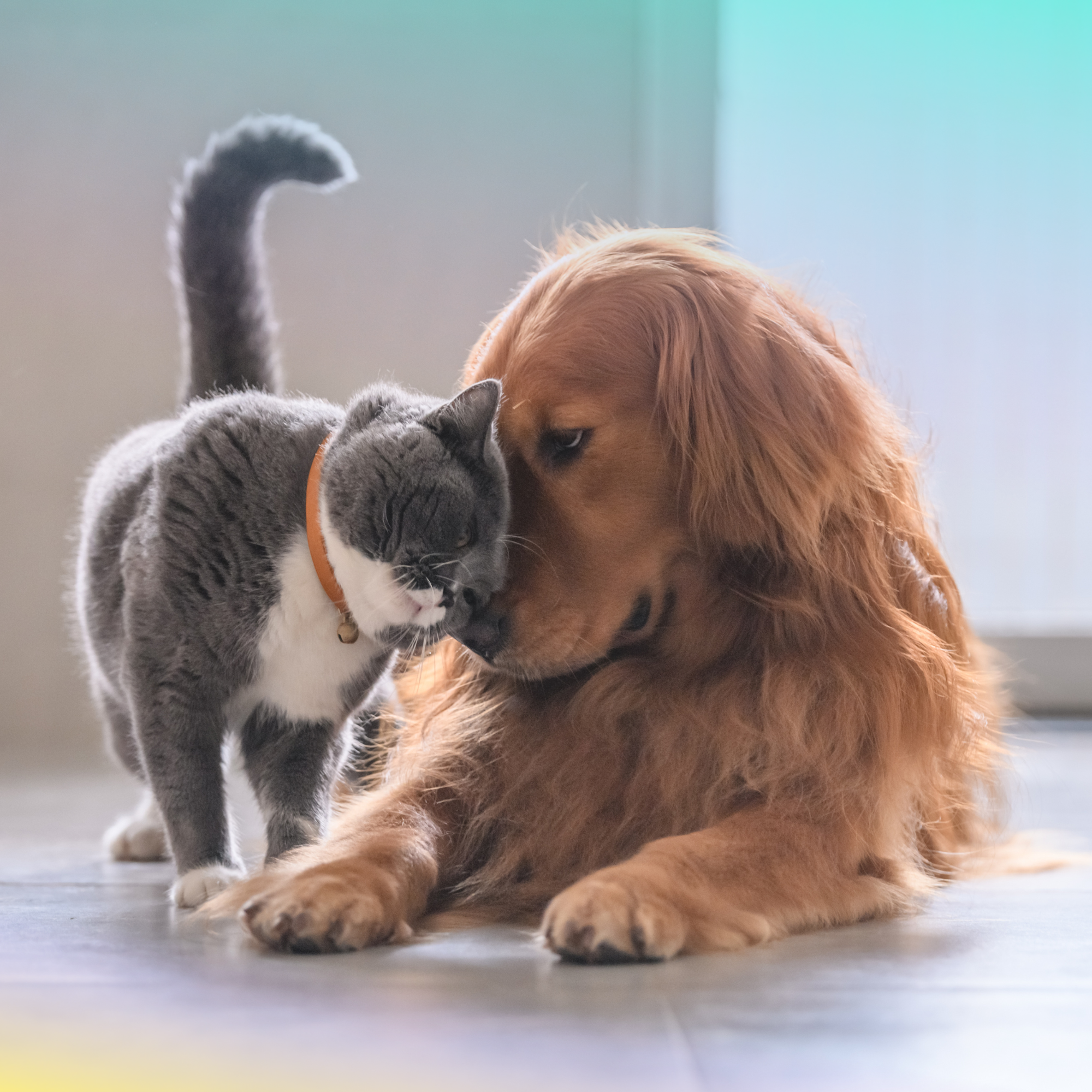 Cat and dog sitting together, illustrating waste from a multi-pet household